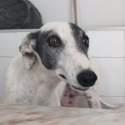 Vespa adoptée dans les Côtes-d'Armor