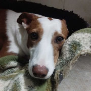 Mika adoptée dans le Lot