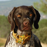 Beatle adopté en Belgique