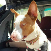 Nijan adopté en Espagne