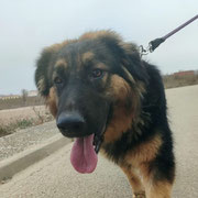 Greca adoptée dans le Loiret