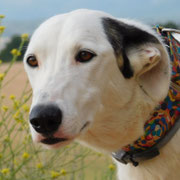 Hela adoptée en Meurthe-et-Moselle