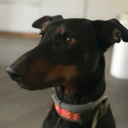 Luivi adopté dans la Calvados