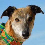 Nera adoptée en Gironde