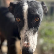 Alabama adoptée en Dordogne