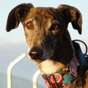 Sana adoptée dans l'Hérault