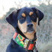 Debbi adoptée en Isère