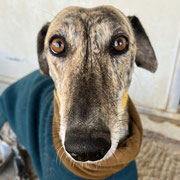 Sabina adoptée en Charente-Maritime