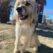 Gabo adopté en Espagne