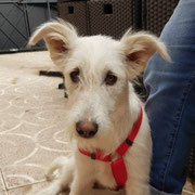 Kooi adoptée dans le Nord