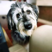 Assa adopté en France