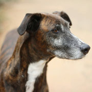 Kayla adoptée en Espagne