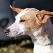 Turron adopté en Gironde
