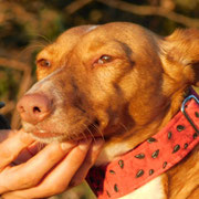 Dina adoptée en Gironde