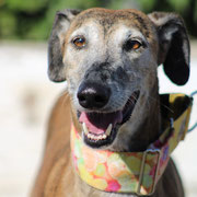 Uva adoptée dans la Marne