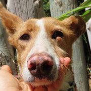 Barsi adoptée en Gironde