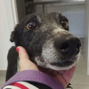 Sintra adoptée dans l'Ain