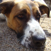 Courtney adoptée en Dordogne