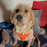 Layka adoptée en Espagne