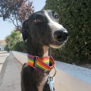 Po adopté dans les Côtes d'Armor