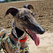 Campera adoptée en Charent-Maritime