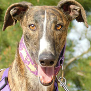 Dango adopté dans l'Indre