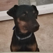 Jade adoptée à Paris