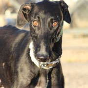 Ebano adopté en Haute-Savoie