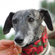 Marcella adoptée en Charente-Maritime