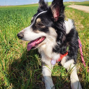 Yaki adoptée dans l'Orne