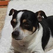 Nico adopté en Espagne