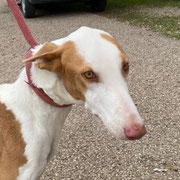 Tango adopté dans la Drôme