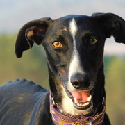Lago adopté dans l'Orne