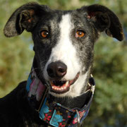 Antilla adoptée en Dordogne