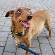 Furia adoptée en Eure-et-Loir