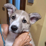 Zipi adoptée en Charente