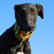 Dorix adoptée dans le Territoire de Belfort