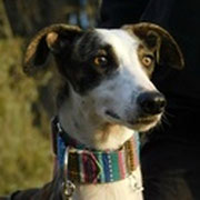 Soneto adopté en Meurthe-et-Moselle