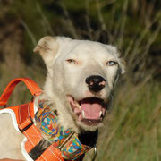 Basar adopté dans l'Aveyron