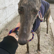 Arwen adoptée en Espagne