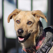 Lila adoptée en Espagne