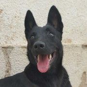 Mora adoptée dans le Nord