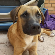 Shiva adoptée dans le Bas-Rhin