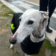 Paloma adoptée en Espagne