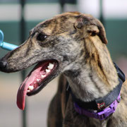 Lluvia adoptée dans le Finistère