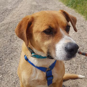 Benito adopté en Espagne