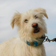 Loana adoptée en Gironde