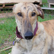 Rondel adopté en Côte d'Or