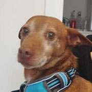 Berto adopté en Suisse