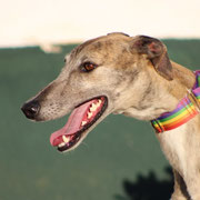 Pomelo adopté dans l'Oise